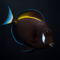 Whitecheek Surgeonfish #703