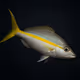 Yellowtail Snapper #394
