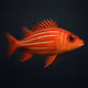 Crown Squirrelfish #2194