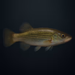 Seminole Killifish #2238
