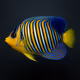 Regal Angelfish #399