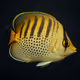 Spotbanded Butterflyfish #2177