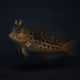 Seaweed Blenny #2192