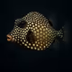 Smooth Trunkfish #2184