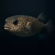 Spotted Porcupinefish #132