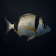 Common Two-banded Seabream #129