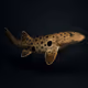 Epaulette Shark #2229