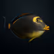 Pacific Orange-spine Unicornfish #393
