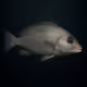 Grey Sweetlips #2166