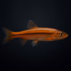 Northern Pearl Dace #2233