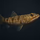 Sand Diver #2185