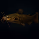 Brown Bullhead #207