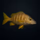 Schoolmaster Snapper #204