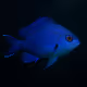 Atlantic Damselfish #2188