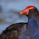 Australasian swamphen (Porphyrio melanotus