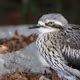 Bush stone-curlew (Burhinus grallarius)
