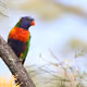 Rainbow Lorikeet (Trichoglossus moluccanus)