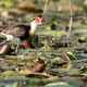 Comb-crested jacana (Irediparra gallinacea)