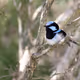 Superb fairywren (Malurus cyaneus)