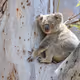 Koala (Phascolarctos cinereus)