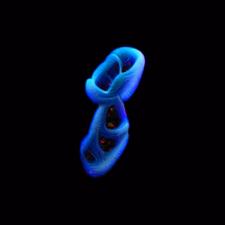 Divinity Cells #980 serie 2