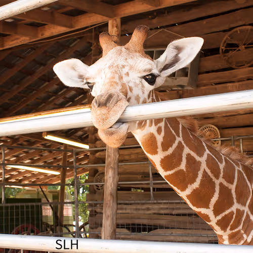 Baby Giraffe