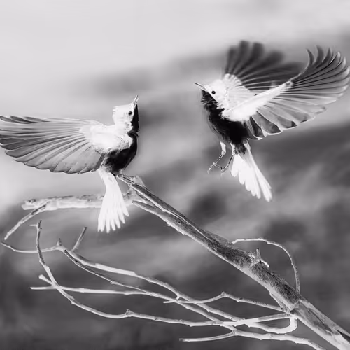 Sober Rob Flycatcher With Charles Nimbus