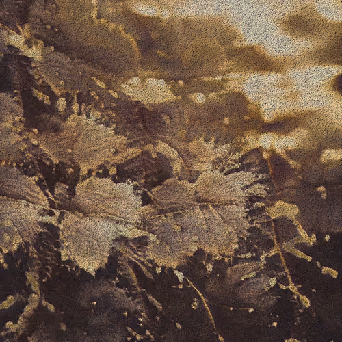 Apparatus Vitis