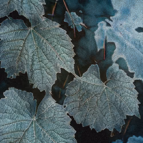 Apparatus Vitis #63