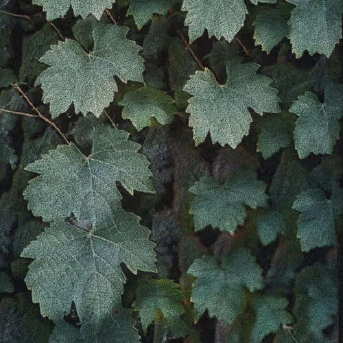 Apparatus Vitis