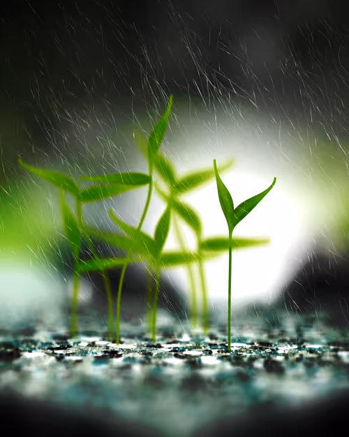 Item #373330396 Media