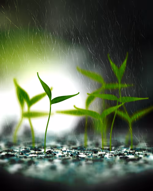 Item #1693271927 Media