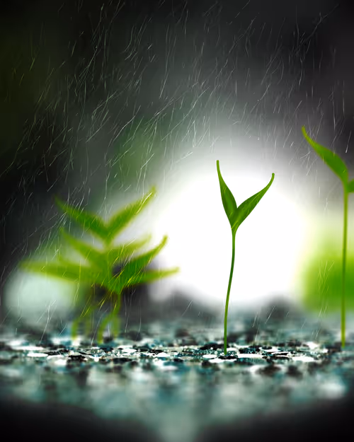 Item #1747290883 Media