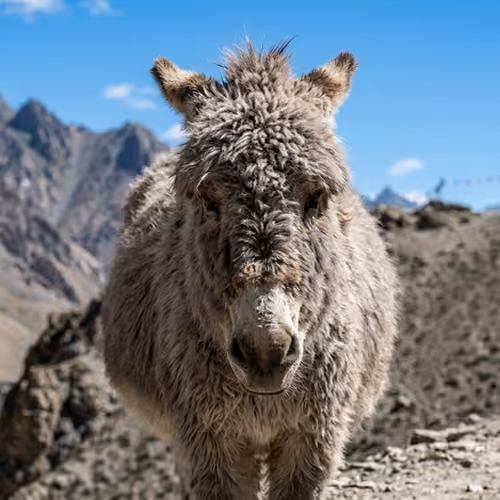 #018 - L'Âne de Spiti - Medium Shot