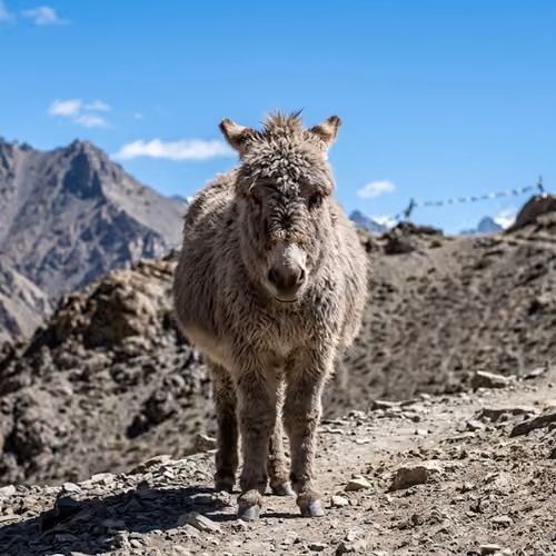 #018 - L'Âne de Spiti - Long Shot