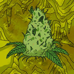 Cash Crop #22