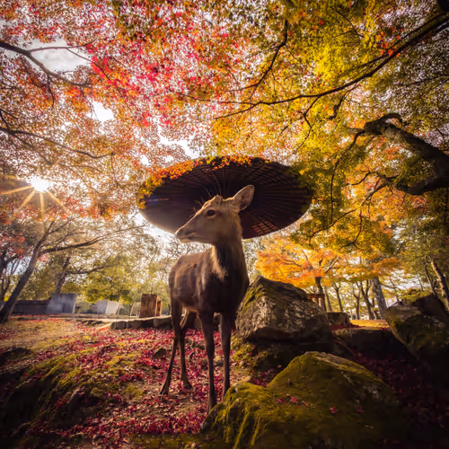 Iconic Japan #01 "Oh Deer"