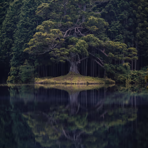 Iconic Japan #32 "Mysterious Tree"