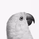 Lost Parrots in Paris #11 - Catherine