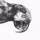 Lost Parrots in Paris #14 - Simon