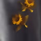 Daffodils4444ever