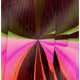 381
