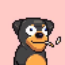 Alpha Dog Run #2932