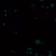 1682