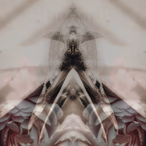 The Refracted Aviary