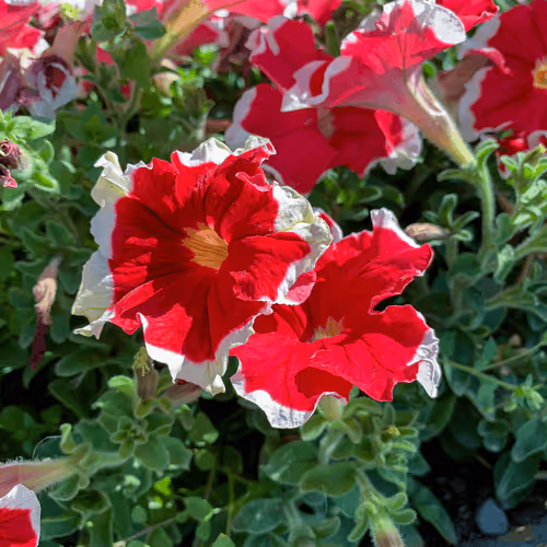 #2708 - Enjoying Walter Peak Gardens
