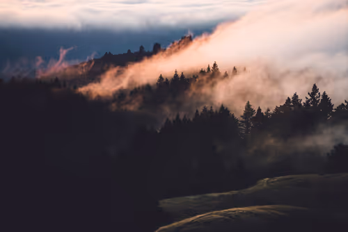 Item #8600010005 Media