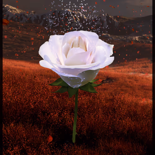 Eternal Rose 5