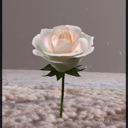 Eternal Rose 78