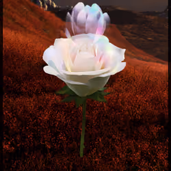 Eternal Rose 562